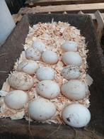 Broed eieren van de kaapse Eenden te koop, Dieren en Toebehoren, Pluimvee, Geslacht onbekend, Eend