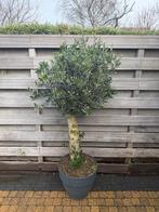Prachtige Olijfboom - 175cm hoog, 38cm stamdikte, Tuin en Terras, Planten | Tuinplanten, Volle zon, Vaste plant, Bloeit niet, Ophalen