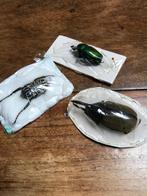 3 opgezette kevers, Ophalen of Verzenden, Zo goed als nieuw, Overige soorten, Opgezet dier