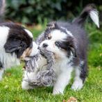 Zeer goed gesocialiseerde Australische Herder pups, Parvo, 8 tot 15 weken, Meerdere, Meerdere dieren