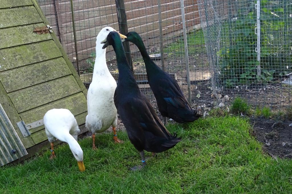 Broedeieren *Indische Loopeend zwart, Dieren en Toebehoren, Geslacht onbekend, Eend