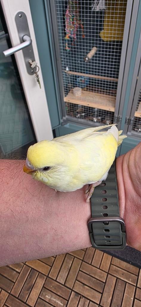 2 Jonge Grasparkietjes  Per 25/4 mogen ze verhuizen!, Geslacht onbekend, Parkiet, Tam