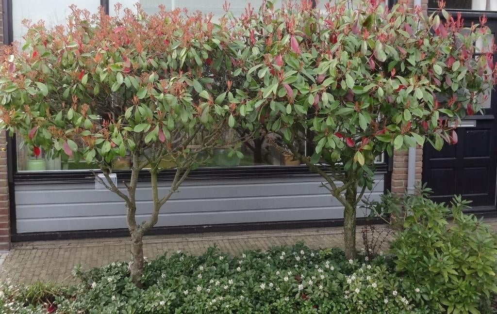 2 heeeele grote RED ROBIN op stam   (Glansmispel, Photinia), Herfst, Halfschaduw, 100 tot 250 cm, Ophalen