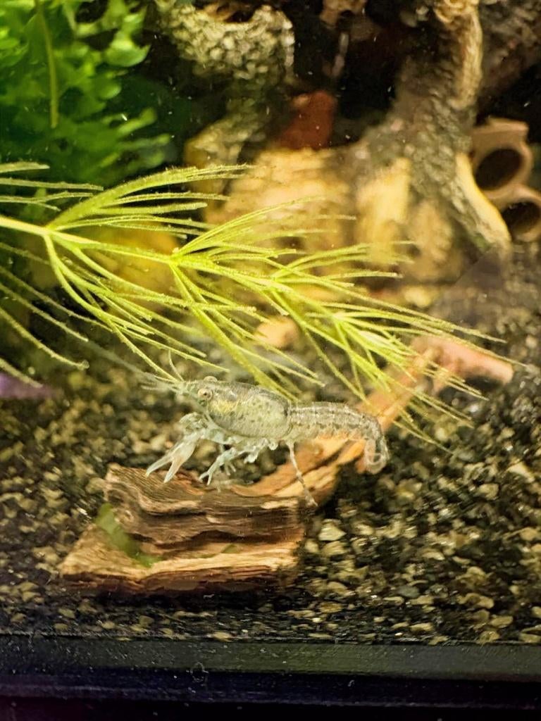 Diminutus kreeftjes | mini-dwergkreeftjes (kleinste), Kreeft, Krab of Garnaal, Zoetwatervis