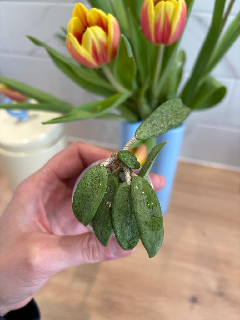 Hoya Silver Lady, Minder dan 100 cm, Bloeiende kamerplant, Groenteplant, Halfschaduw