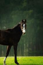 Veelbelovende hengst – Real Dream x Tuschinski x Vincent., Minder dan 160 cm, Met stamboom, Dressuurpaard, 0 tot 2 jaar