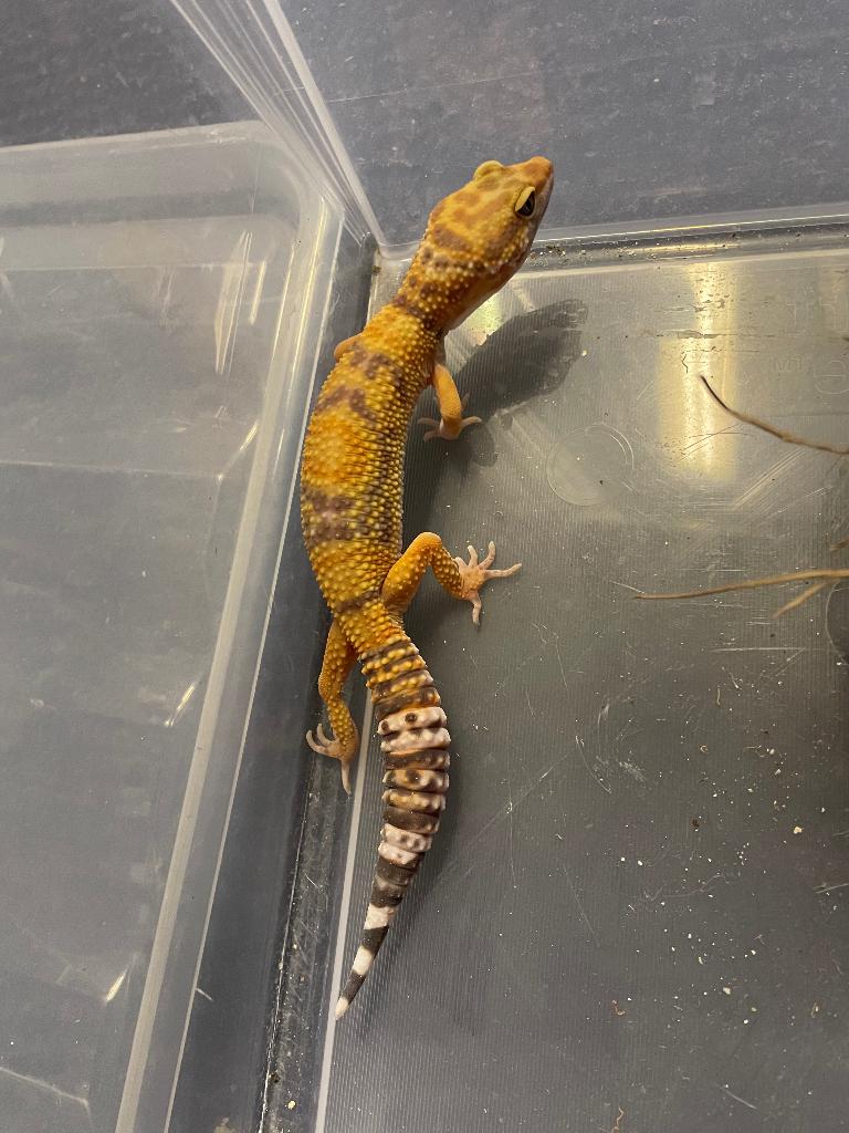 Tangerine Tremper Albino man, Dieren en Toebehoren, Reptielen en Amfibieën, Hagedis, Tam, 0 tot 2 jaar