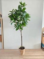 IKEA FEJKA Kunstplant met FRIDFULL Pot, Ophalen, Nieuw, Binnen