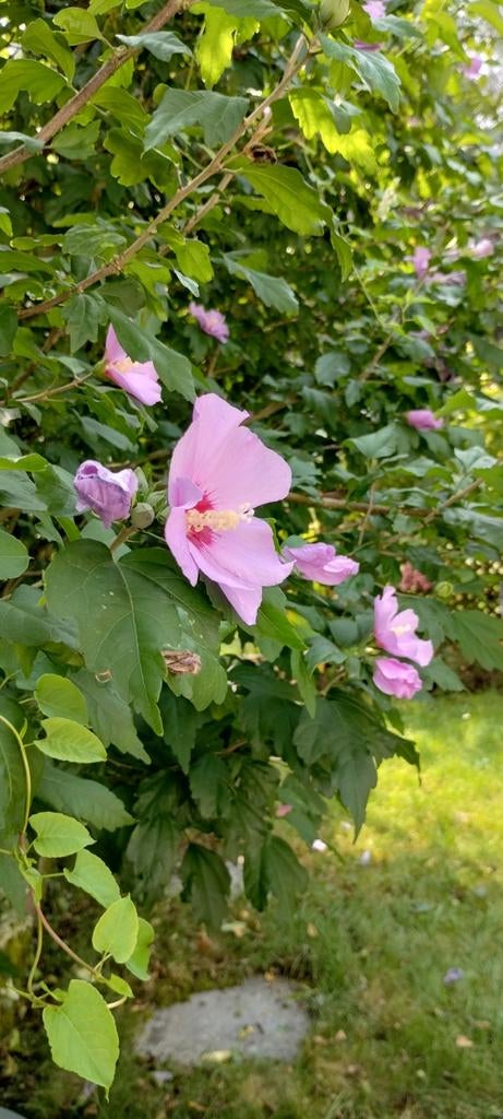 Grote hibiscus struik gratis!!, Overige soorten, 100 tot 250 cm, Zomer, Ophalen