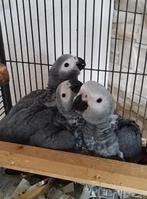 Grijze papegaai., Meerdere dieren, Parkiet, Tam