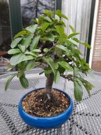 Bonsai Pyracanthe, Volle zon, Bloeit niet, Minder dan 100 cm, Overige soorten