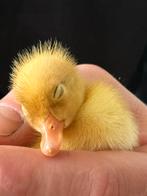 Indische loopeenden/broed eieren/ kuikens, Dieren en Toebehoren, Geslacht onbekend, Eend