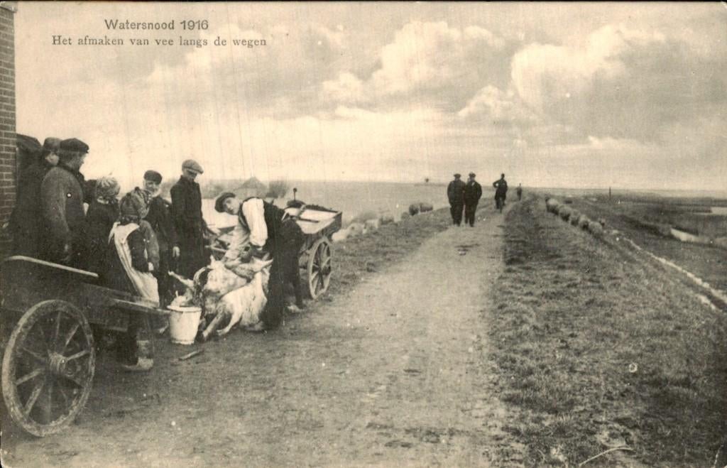 Rotterdam - Watersnood - Het afmaken van vee langs de wegen, Ophalen of Verzenden, Voor 1920, Ongelopen, Zuid-Holland