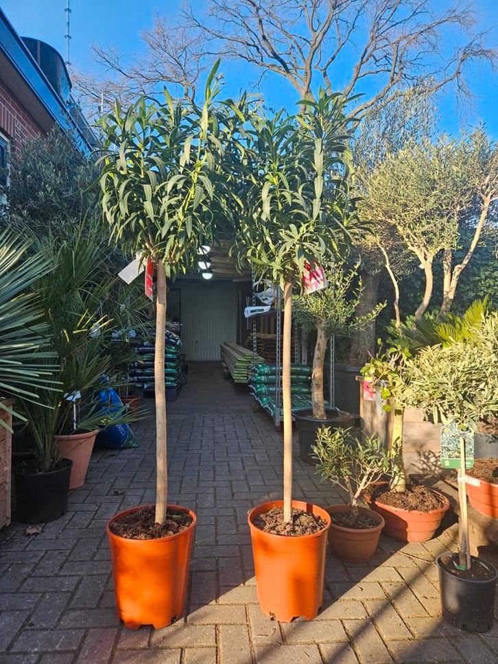 Oleander op hoge stam: 175cm hoog, Tuin en Terras, Planten | Bomen, Palmboom, 100 tot 250 cm, Volle zon, Zomer, Ophalen of Verzenden