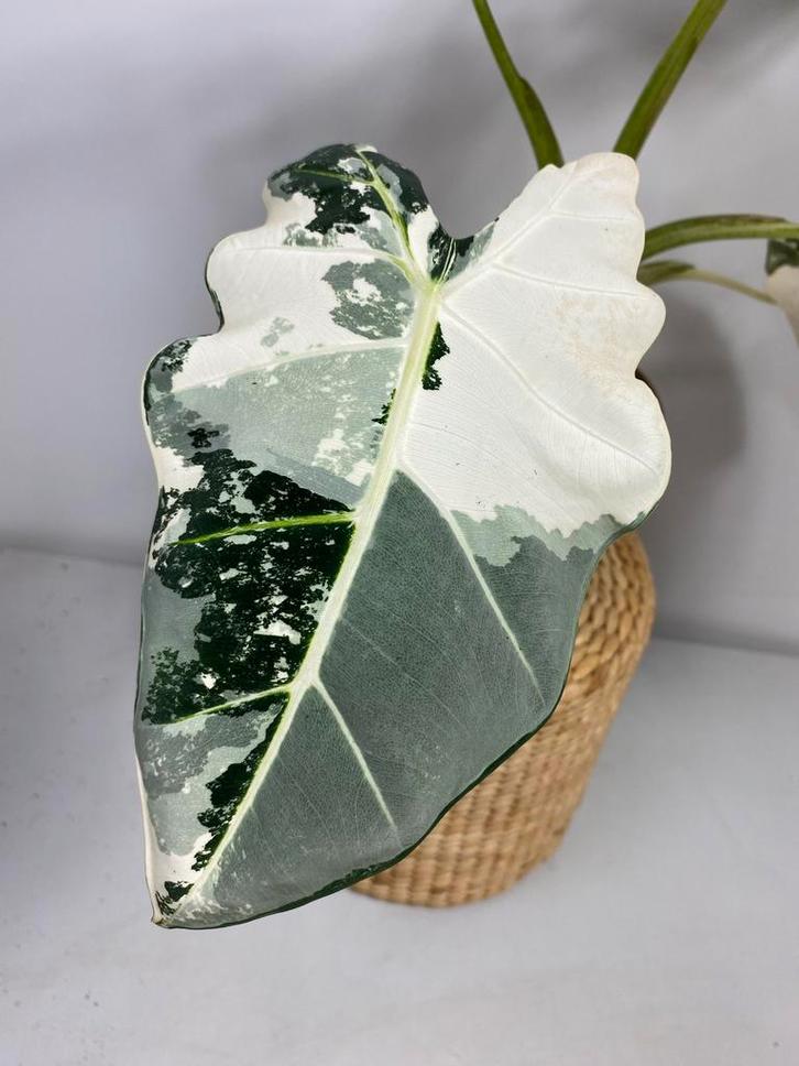 Alocasia Frydek Variegata Knollen, Huis en Inrichting, Kamerplanten, Minder dan 100 cm, Halfschaduw, Ophalen of Verzenden