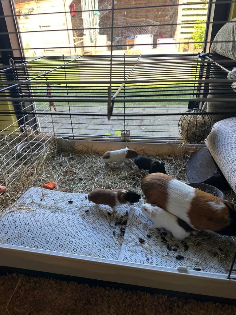 4 jonge cavia,s aangeboden, Dieren en Toebehoren, Knaagdieren, Cavia, April, Meerdere dieren, Tam
