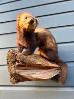 Mooie Bunzing, Verzamelen, Dierenverzamelingen, Ophalen of Verzenden, Wild dier, Opgezet dier