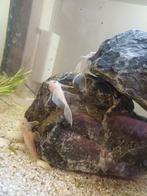 L144 longfin snowhite ancistrus, Meerdere dieren, Kip