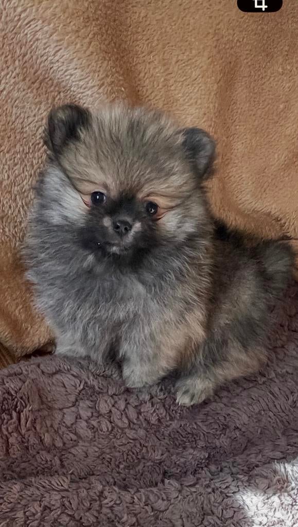 Twee prachtige pomshi Pomeriaan, Keeshond, Reu, 8 tot 15 weken, Parvo