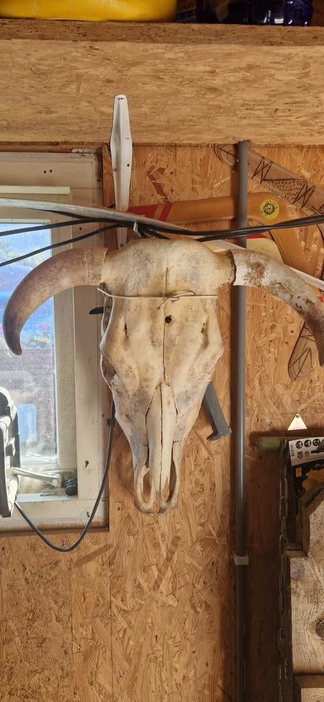 Schedel met hoors van koe., Ophalen