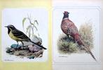 15 vogelplaatjes uit 1975 - Vogels plaatjes vogel, Ophalen of Verzenden, 1960 tot 1980, Knipsel(s)