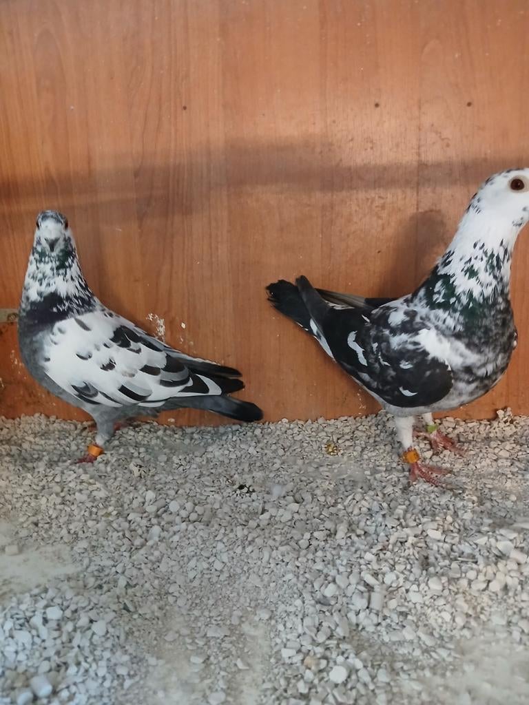 Kleur postduiven koppel, Meerdere dieren, Postduif