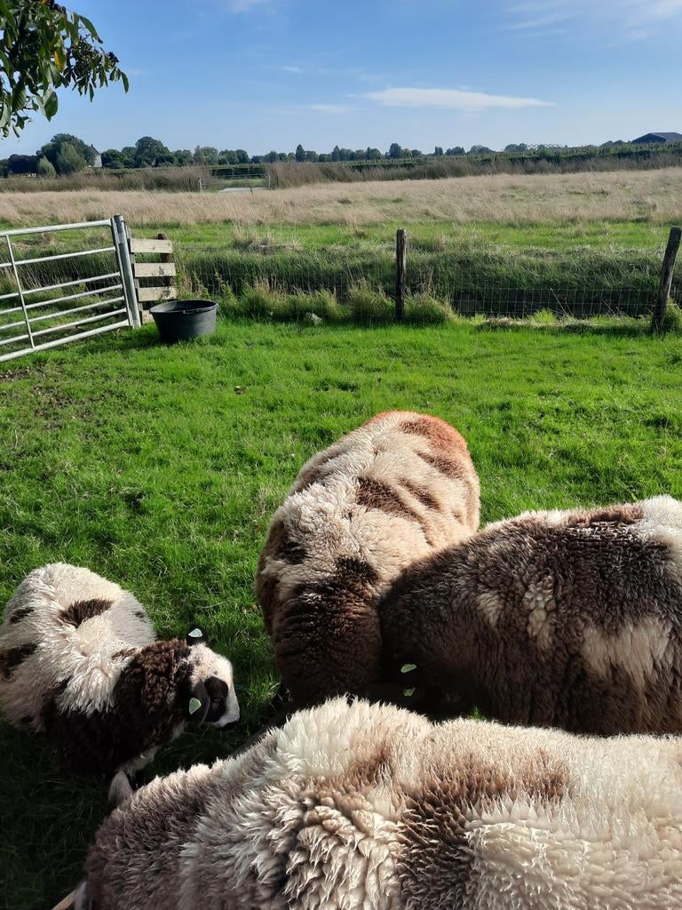 Wol, Vrouwelijk, Schaap