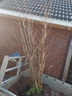 Grote struik met knoppen, Ophalen, Overige soorten, Struik, 100 tot 250 cm