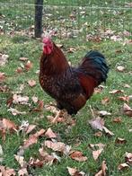 Wyandotte kriel hanen, Dieren en Toebehoren, Pluimvee, Mannelijk, Kip