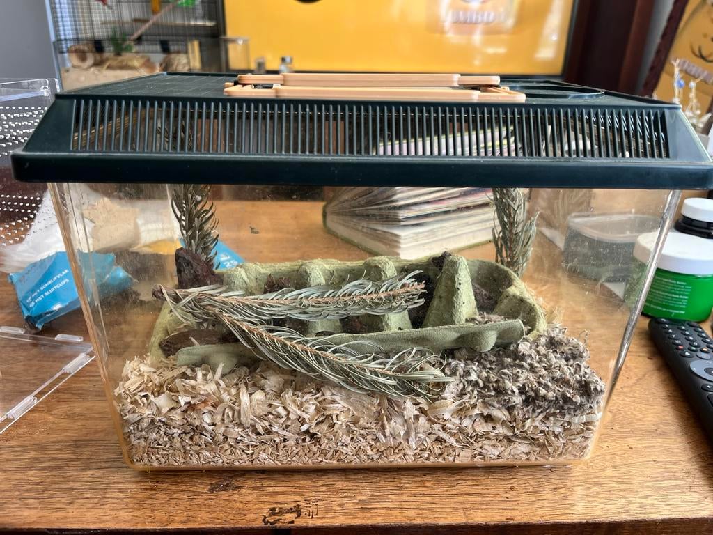 Dubia insecten in terrarium, Dieren en Toebehoren, Sprinkhaan of Krekel