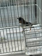 Japanse meeuwtje, Mannelijk