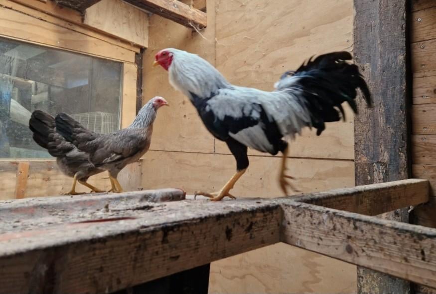 Trio Twentse hoen kriel, Meerdere dieren, Kip