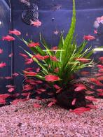 Cherry Barbeel, Vis, Zoetwatervis