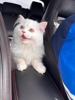 Prachtige witte Perzische kat te koop, Dieren en Toebehoren, Meerdere dieren