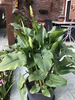 Aronskelk, Vaste plant, Halfschaduw, Lente, Ophalen