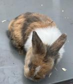 Jong dwergkonijn, Dieren en Toebehoren, Konijnen, Meerdere dieren, Dwerg