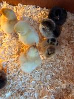 Jonge kuikentjes te koop, Dieren en Toebehoren, Pluimvee, Geslacht onbekend, Kip