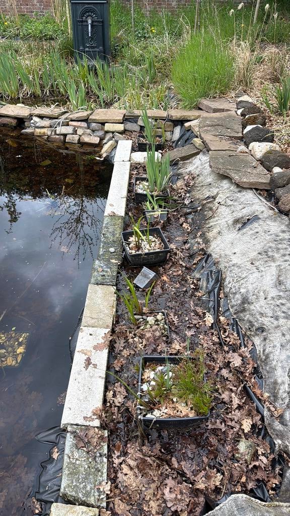 Diverse vijverplanten GRATIS, Ophalen, Zo goed als nieuw, Overige typen