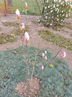 Magnolia Susan (  roze ), Ophalen, Overige soorten, Volle zon