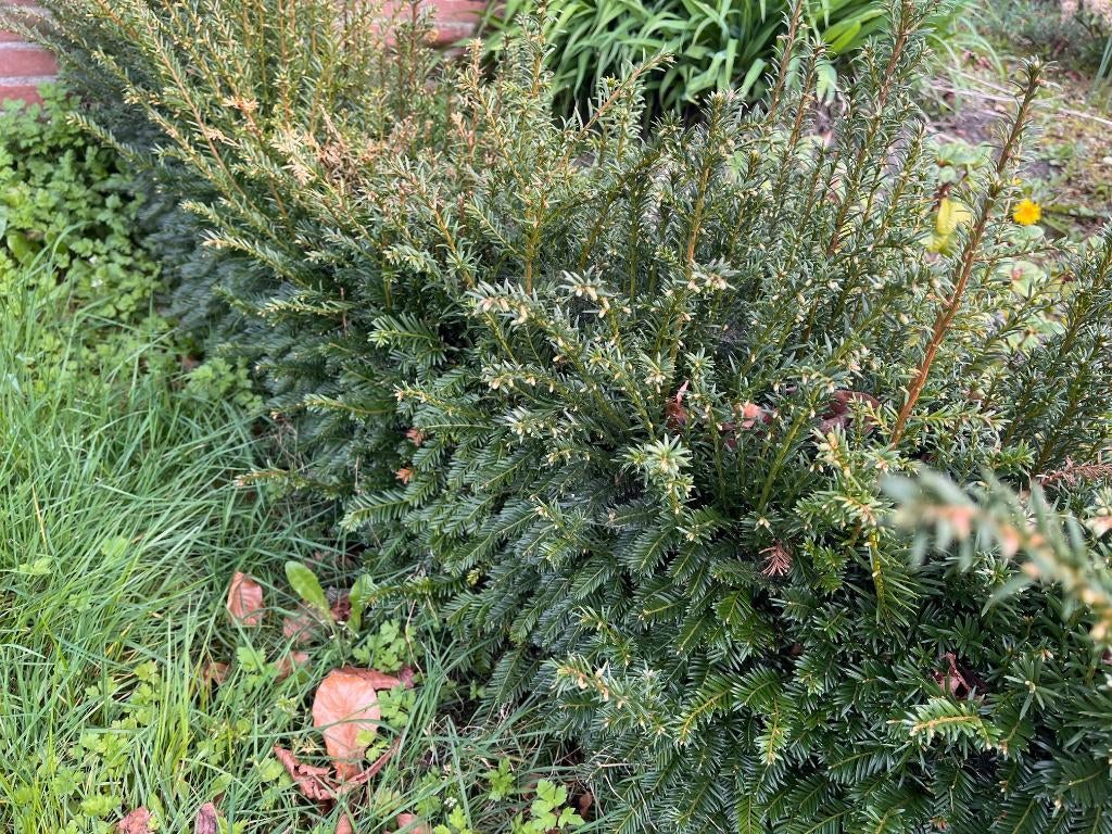 Taxus baccata, Ophalen, Taxus, Haag, Minder dan 100 cm