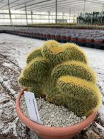 Cactus ( Espotoa)Vatricania Guenterii Cristaat Oost Bolivia., Ophalen of Verzenden, Minder dan 100 cm, Bloeiende kamerplant, Volle zon