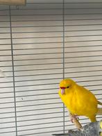 Kakariki koopel te koop - Kakariki couple for Sale, Dieren en Toebehoren, Vogels | Parkieten en Papegaaien, Meerdere dieren, Papegaai