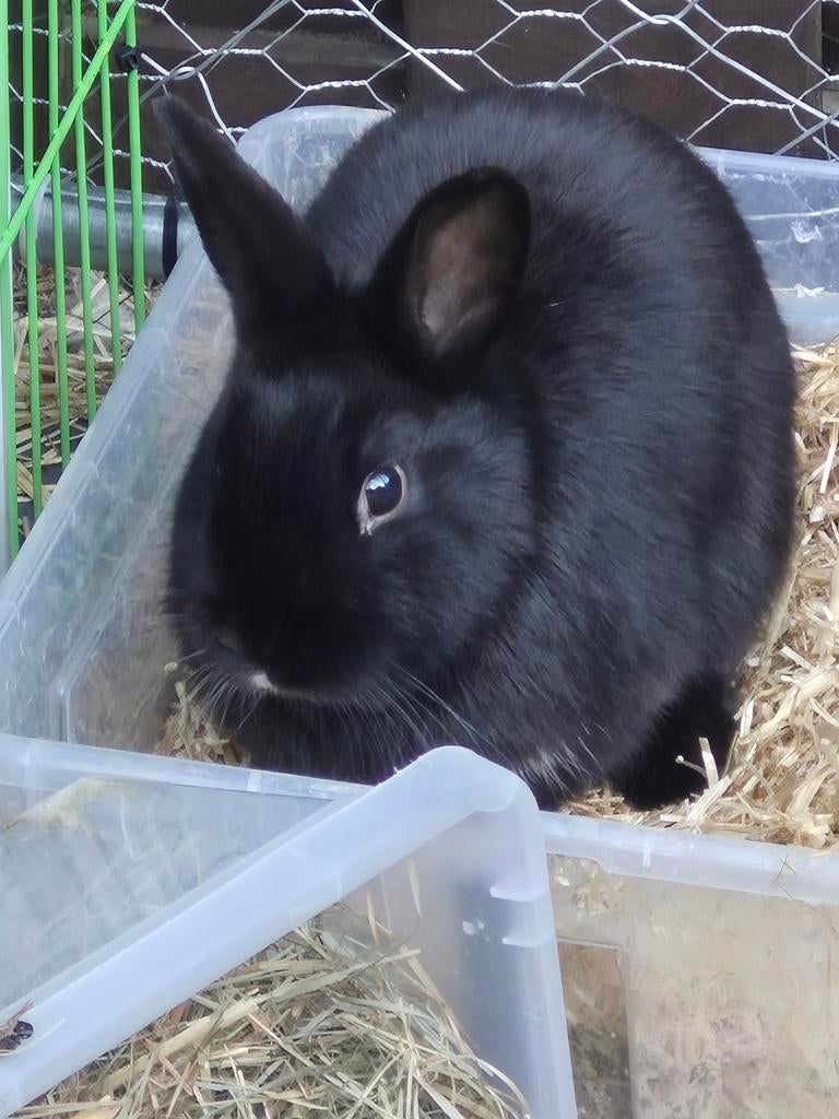 Mooi konijnen mannetje, Dieren en Toebehoren, Konijnen