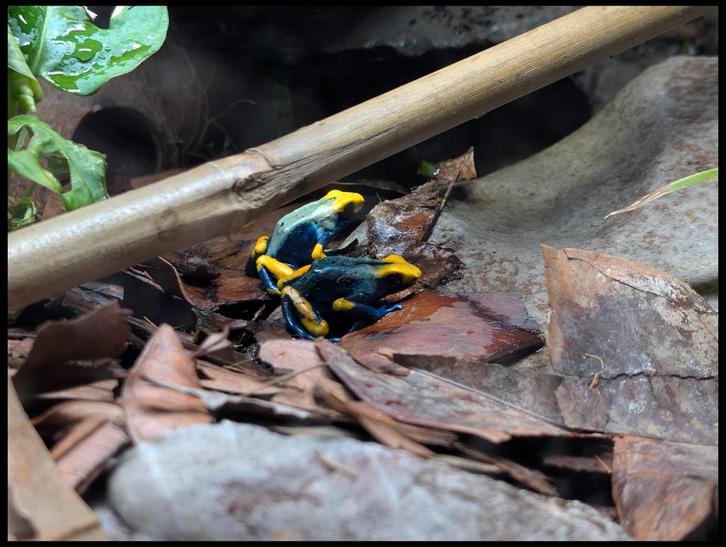 3 Nieuwsgierige geel blauwe kikkers bijna 1jaar oud Frog - unknown for sale from Simba