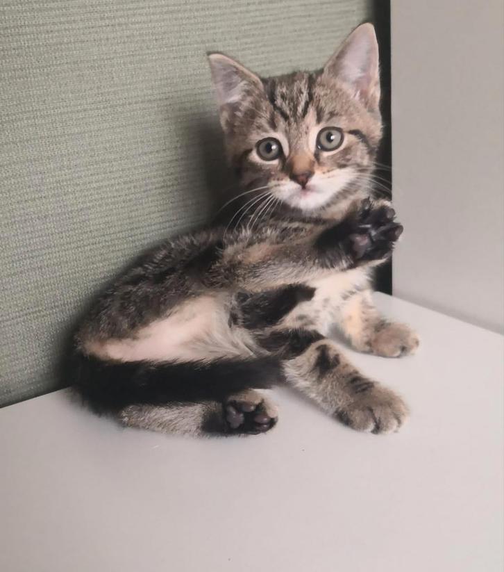 Kittens ❤️, Dieren en Toebehoren, Katten en Kittens | Overige Katten, Kortharig, Meerdere dieren, 0 tot 2 jaar