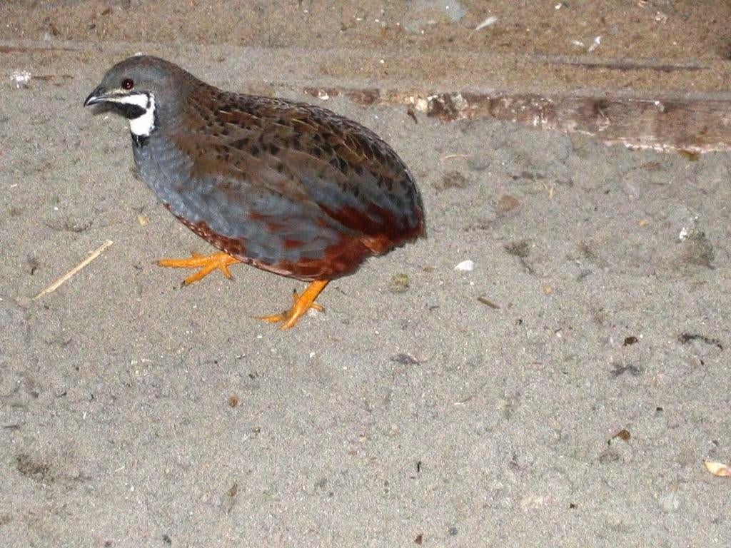 Chinese Dwergkwartels, Dieren en Toebehoren, Mannelijk