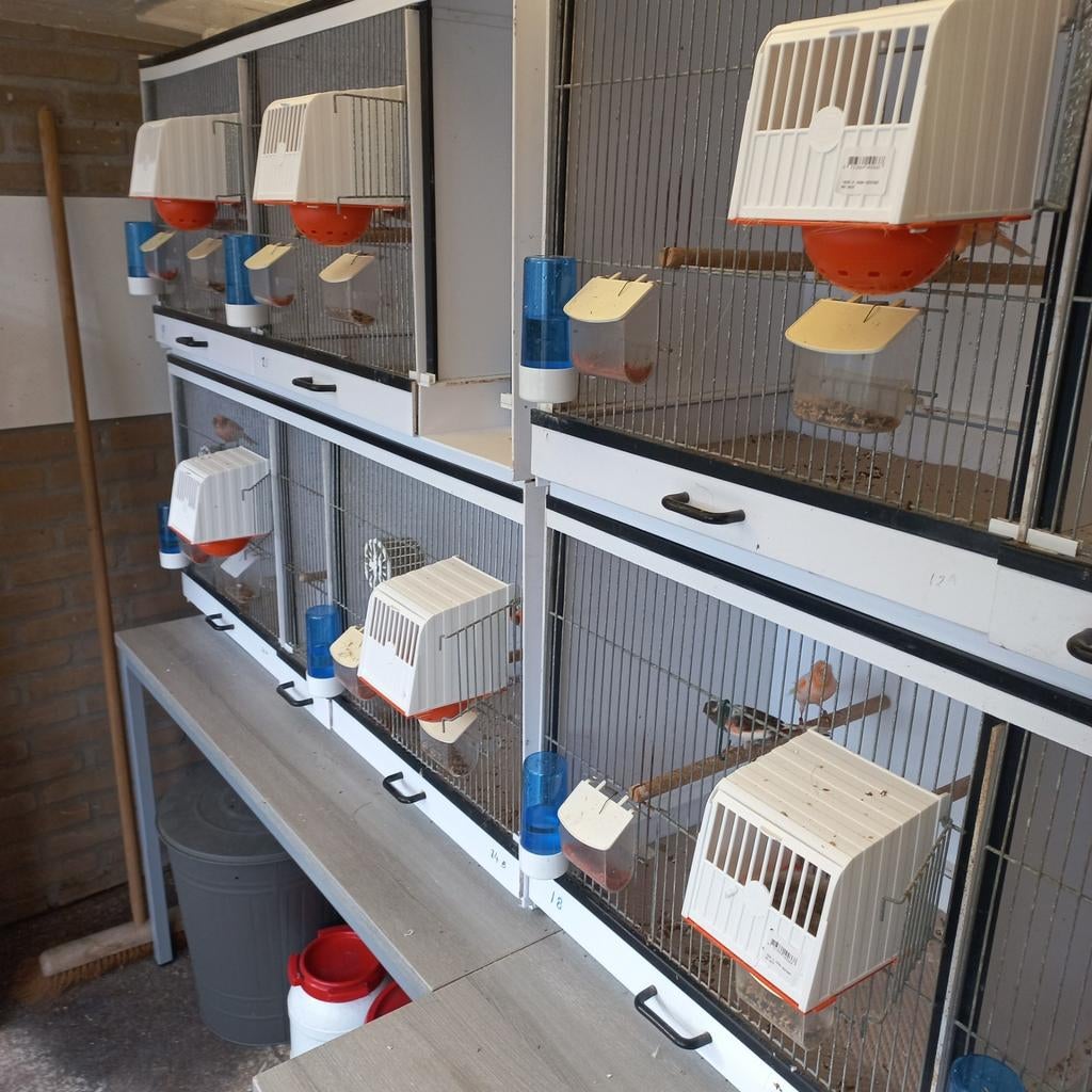 Kooien plus harlekijn  kanaries in 1 keer, Ophalen of Verzenden, Aluminium, Broedkooi of Kweekkooi