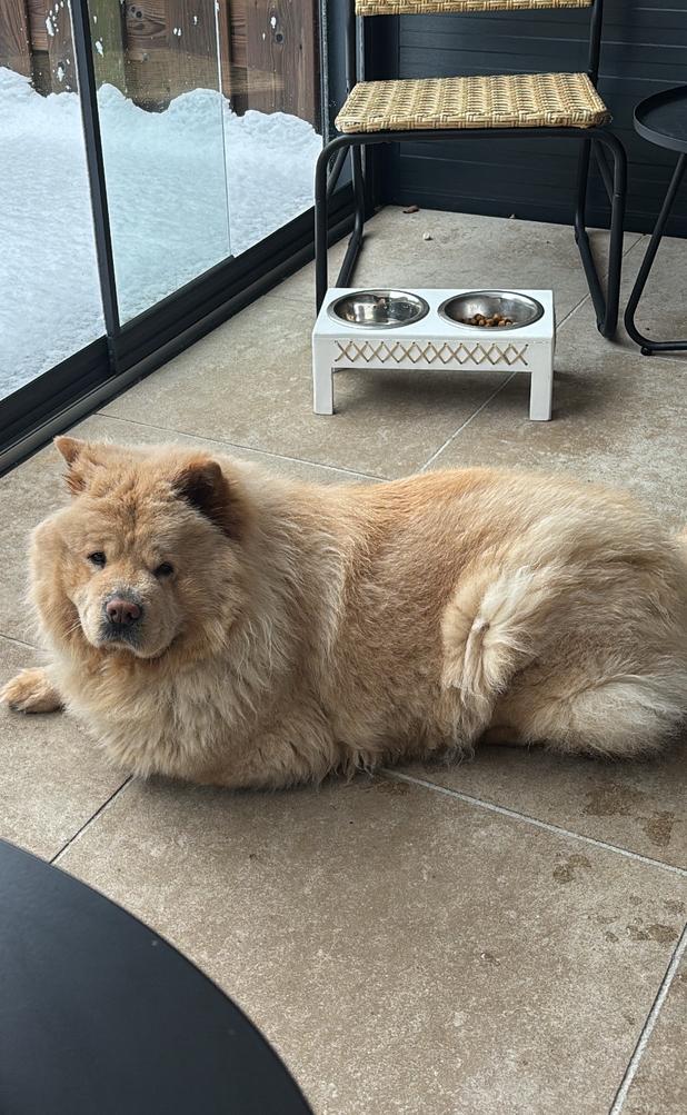Baasje gezocht voor lieve Chow Chow., Dieren en Toebehoren, Particulier, Keeshond, Buitenland, Teef