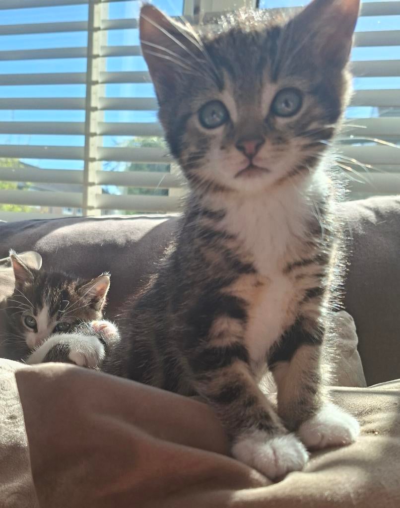 Super schattige Europese korthaar kittens🥰, Dieren en Toebehoren, Kater, Ontwormd