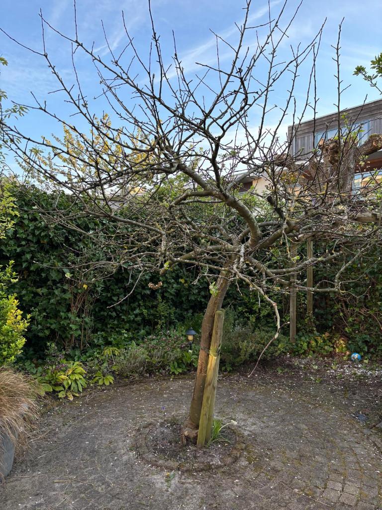 grote appelboom, Ophalen, Appelboom, Halfschaduw, 100 tot 250 cm